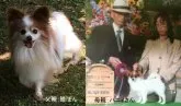 パピヨン【千葉県・男の子・2016年8月28日・ホワイト&ブラウン】の写真5「両親画像です」
