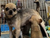 チワワ(スムース)【・女の子・2021年9月22日・フォーン】