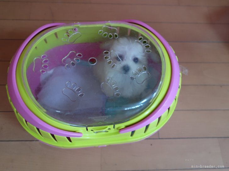 中村美美ブリーダーのブログ：8月29日生まれのマイクロ予想の5姉弟　可愛く成長中です。