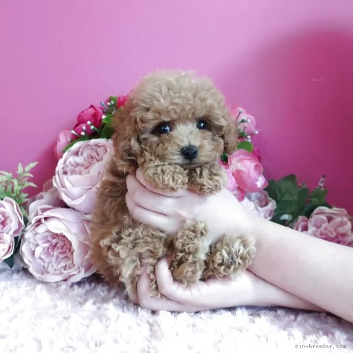 ティーカッププードル【鹿児島県・男の子・2025年9月25日・アプリ】の写真1「モフモフでテディーベアのような男の子」