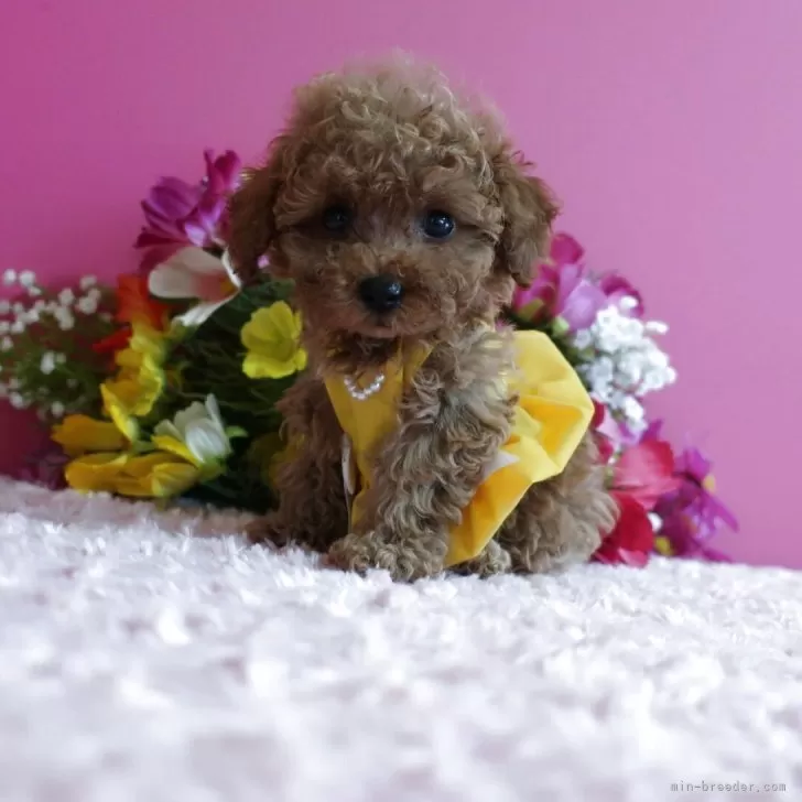 ティーカッププードル【鹿児島県・女の子・2025年8月30日・アプリ】の写真1