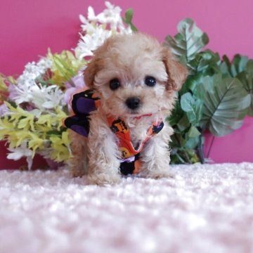 トイプードル(ティーカップ)【鹿児島県・女の子・2025年8月29日・アプリ】の写真「マイクロティー予想の女の子生後50日で339ℊです」