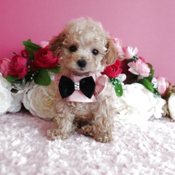 トイプードル(ティーカップ)【鹿児島県・男の子・2025年8月13日・レッド】の写真「ティーカップ小さめ予想の男の子生後50日で408g」