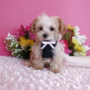 ティーカッププードル【鹿児島県・男の子・2025年8月13日・レッド】の写真「ティーカップ小さめ予想の男の子生後50日で408g」