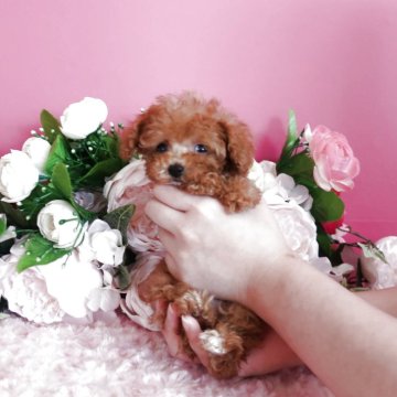 トイプードル(ティーカップ)【鹿児島県・女の子・2025年8月8日・レッド】の写真「マイクロティー予想の女の子生後50日で295ℊです」