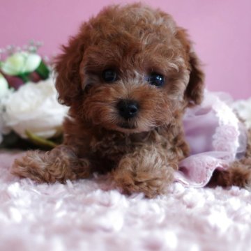 トイプードル(ティーカップ)【鹿児島県・女の子・2025年7月31日・レッド】の写真「毛量も多くお顔立ちのかわいい女の子」