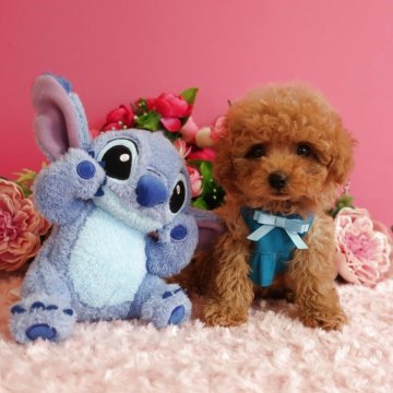 ティーカッププードル【鹿児島県・男の子・2025年9月25日・アプリ】の写真「毛量も豊富で丸顔の男の子　生後53日533ℊ」