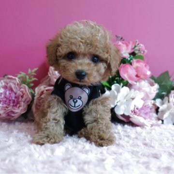 ティーカッププードル【鹿児島県・男の子・2025年9月25日・アプリ】の写真「毛量豊富で丸顔の男の子 生後53日516g」