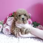 ティーカッププードル【鹿児島県・男の子・2025年9月25日・アプリ】の写真1「モフモフでテディーベアのような男の子」