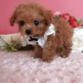 ティーカッププードル【鹿児島県・男の子・2025年8月29日・レッド】の写真3「性格も穏やかです」