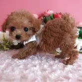 ティーカッププードル【鹿児島県・男の子・2025年8月29日・レッド】の写真6「大人しく手もかかりません」