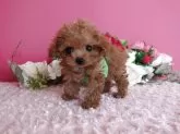ティーカッププードル【鹿児島県・男の子・2025年8月29日・レッド】の写真7