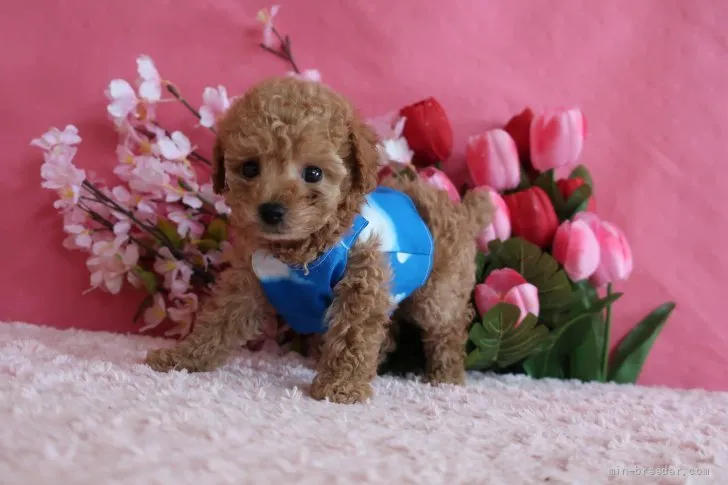 asami.n 様のお迎えした子犬