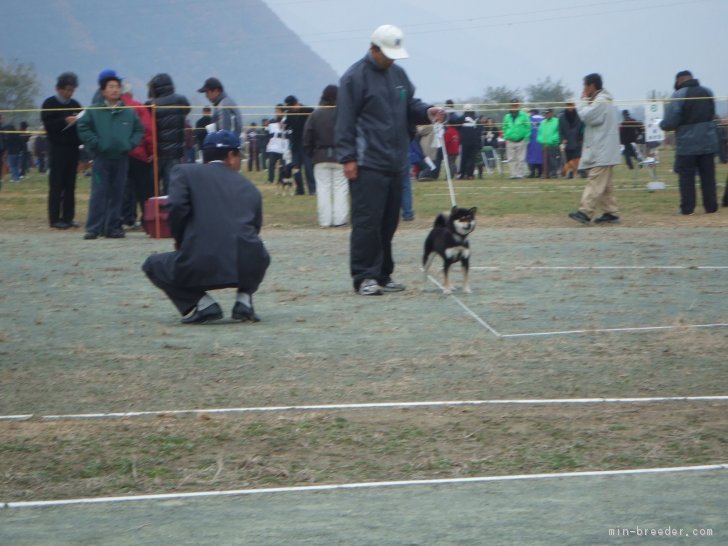 全国展覧会参加時の写真｜山口　真早彦(やまぐち　まさひこ)ブリーダー(山梨県・柴犬・日本犬保存会登録)の紹介写真1