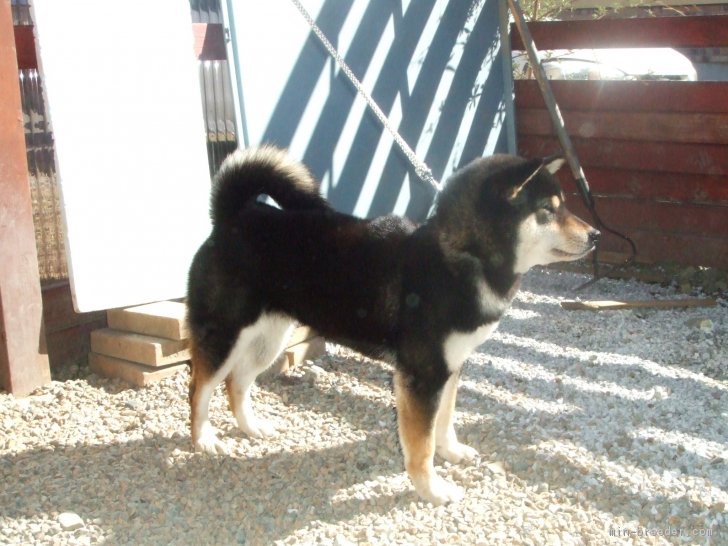 当舎はじまりの展覧会犬｜山口　真早彦(やまぐち　まさひこ)ブリーダー(山梨県・柴犬・日本犬保存会登録)の紹介写真2