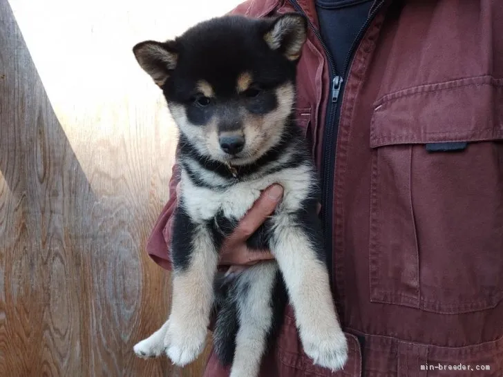 garotuyoshi 様のお迎えした子犬