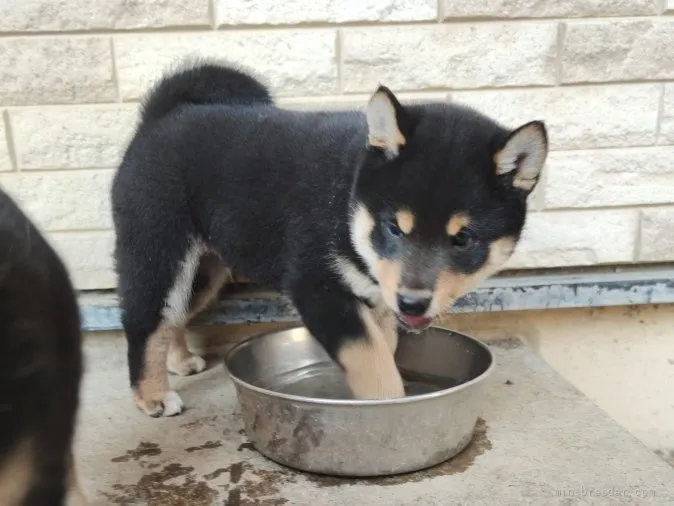 Y.Y 様のお迎えした子犬