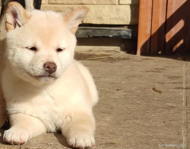 K.F 様のお迎えした子犬