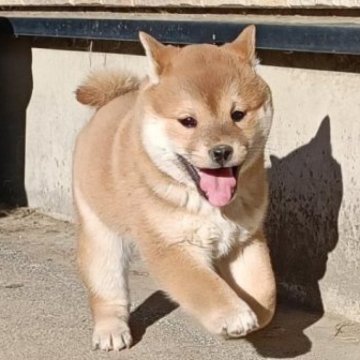 柴犬(標準サイズ)【山梨県・女の子・2022年11月3日・赤毛】の写真「とにかく元気な女の子です」