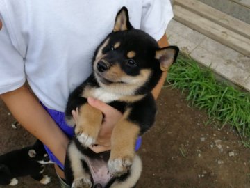 柴犬(標準サイズ)【山梨県・女の子・2018年7月20日・黒毛】の写真「とても元気な女の子！毛色も色濃く綺麗になります」