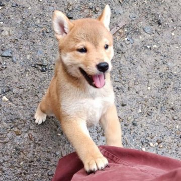 柴犬(標準サイズ)【山梨県・女の子・2023年5月20日・赤毛】の写真「とても良い顔つきの女の子です」