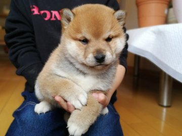 柴犬(標準サイズ)【山梨県・男の子・2018年2月4日・赤毛】の写真「雄犬感がとても良く出ています！将来期待です」