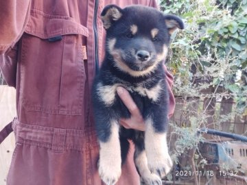 柴犬(標準サイズ)【山梨県・男の子・2021年9月27日・黒毛】の写真「理想的な黒毛の男の子です」