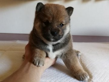 柴犬(標準サイズ)【山梨県・女の子・2018年2月4日・赤毛】の写真「顔の輪郭と毛質がとても良いです」