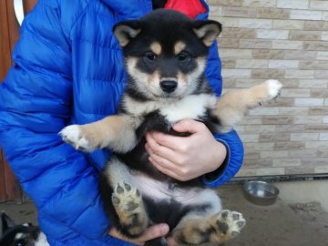 柴犬(標準サイズ)【山梨県・男の子・2017年11月25日・黒毛】の写真「優良血統　とても元気な男の子です」