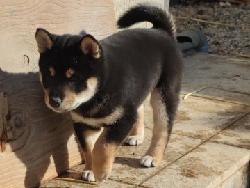 柴犬(標準サイズ)【山梨県・女の子・2021年11月18日・黒毛】の写真「綺麗な毛色の女の子」