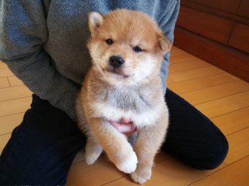柴犬(標準サイズ)【山梨県・男の子・2017年11月23日・赤毛】の写真「毛質/毛色共に優良で系統の良さを引き継いでいます」