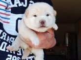 柴犬(標準サイズ)