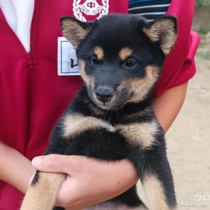 ID：2208-04126の子犬