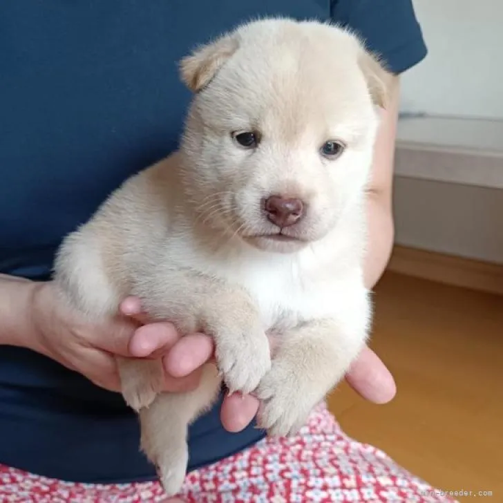 ID:2208-04130の子犬