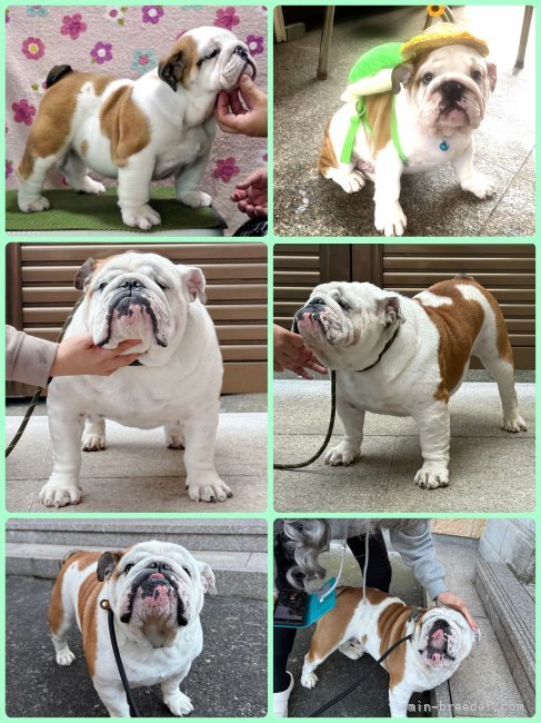 川端美奈ブリーダーのブログ：ナイスガイ！