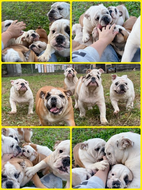 川端美奈ブリーダーのブログ：可愛いがいっぱい！