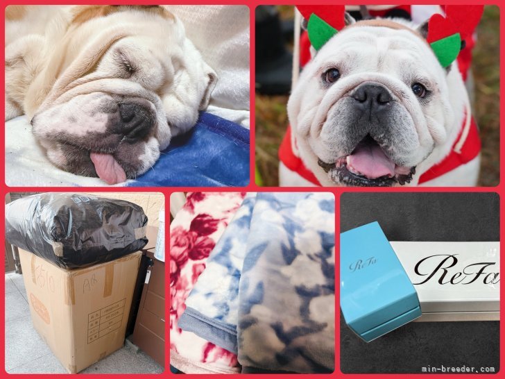 川端美奈ブリーダーのブログ：クリスマスプレゼント！