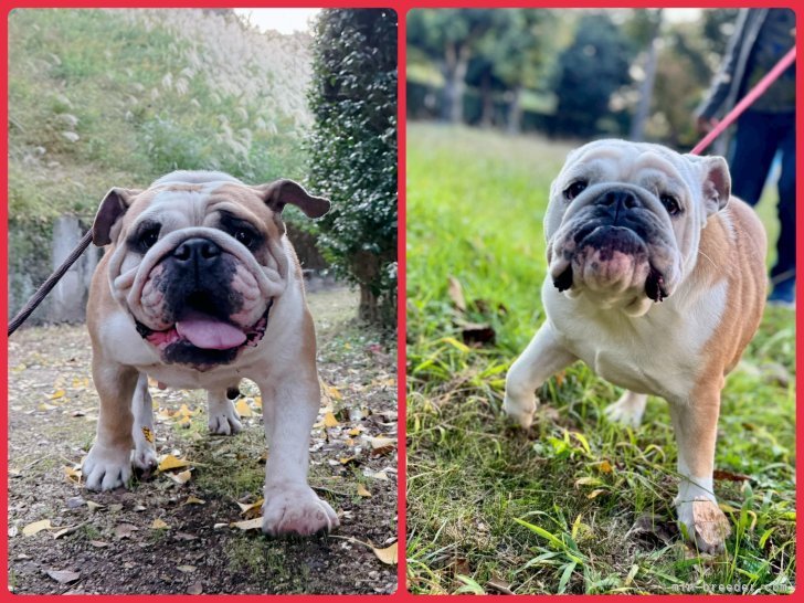 川端美奈ブリーダーのブログ：朝さんぽ！