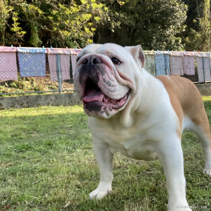 ブリーダー画像