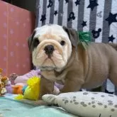 ブルドッグ