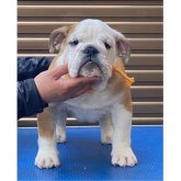 ブルドッグ