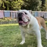 ブルドッグ