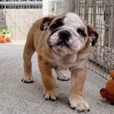 ブルドッグ【愛媛県・女の子・2025年6月2日・レッド&ホワイト】の写真9