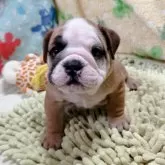 ブルドッグ【愛媛県・女の子・2025年6月2日・レッド&ホワイト】の写真10