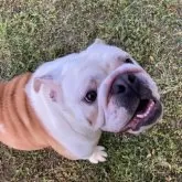 ブルドッグ【愛媛県・女の子・2024年4月20日・レッド&ホワイト】の写真5