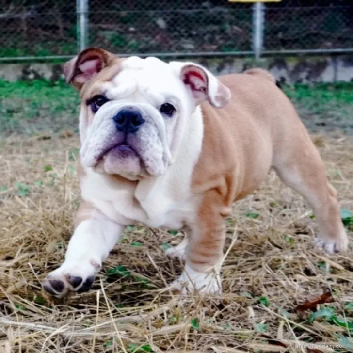 フレンド 様のお迎えした子犬