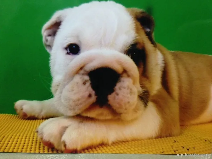 ID：1603-00038の子犬