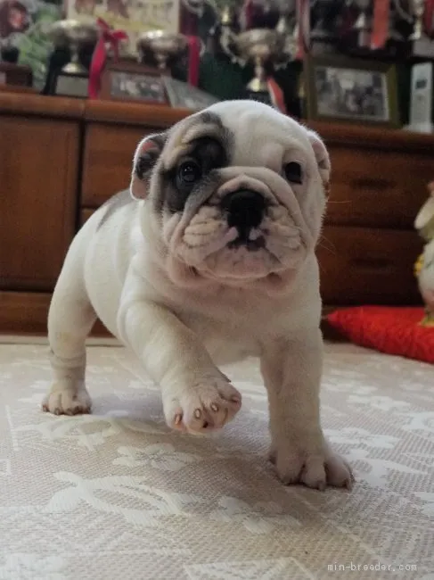 ID:1907-00768の子犬