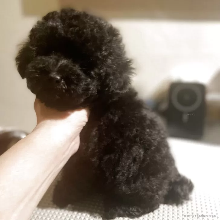 タイニープードル【東京都・男の子・2025年9月1日・ブラック】の写真1「ゴハンゆっくりと完食しています」