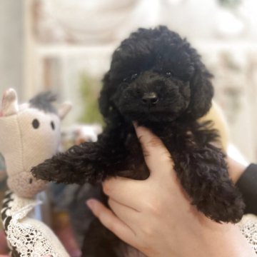 トイプードル(タイニー)【東京都・女の子・2025年9月1日・ブラック】の写真「モコモコ！パパJKCチャンピオン元気いっぱい女の子」